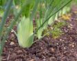 moestuin in juni: knolvenkel zaaien