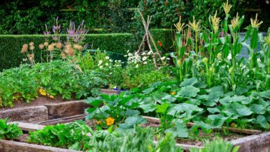 meer oogsten uit je moestuin