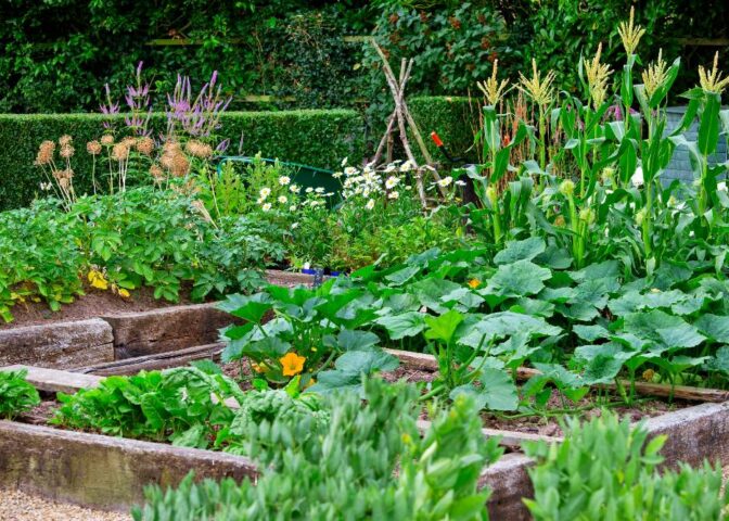 meer oogsten uit je moestuin