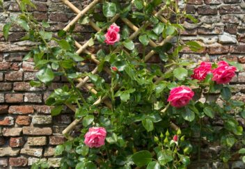 rozen klimrek nature