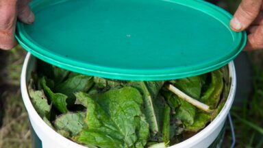 smeerwortel in emmer