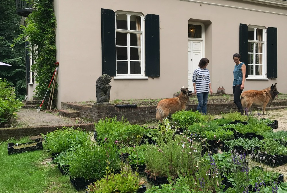 tuin jolanda aanleg inheemse wilde bloemen