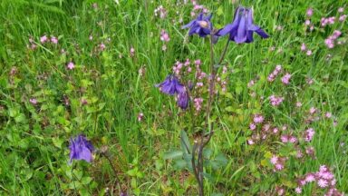 wilde akelei Aquilegia vulgaris inheems