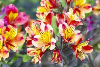 Zorg voor een pluktuin vol kleur in juni met Alstroemeria, zoals deze 'Indian Summer'-variant.