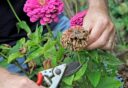 Zinniabloemen worden koppen