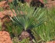 Boophane disticha in de natuur caudexplanten