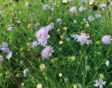 Duifkruid Scabiosa columbaria