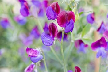 Paars met rode plukbloem Lathyrus 'Cedric Morris'.