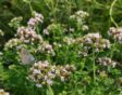 Wilde marjolein