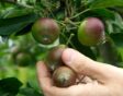 de tuin in juli week 27: appels uitdunnen
