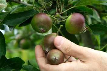de tuin in juli week 27: appels uitdunnen