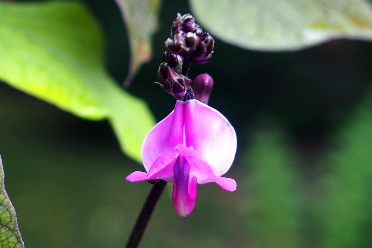 Bloem van de Dolichos lablab