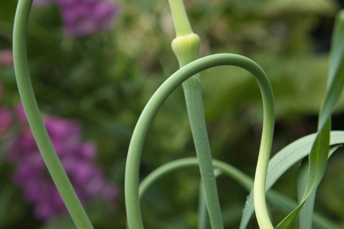Kronkelelende stengel van een knoflookplant.