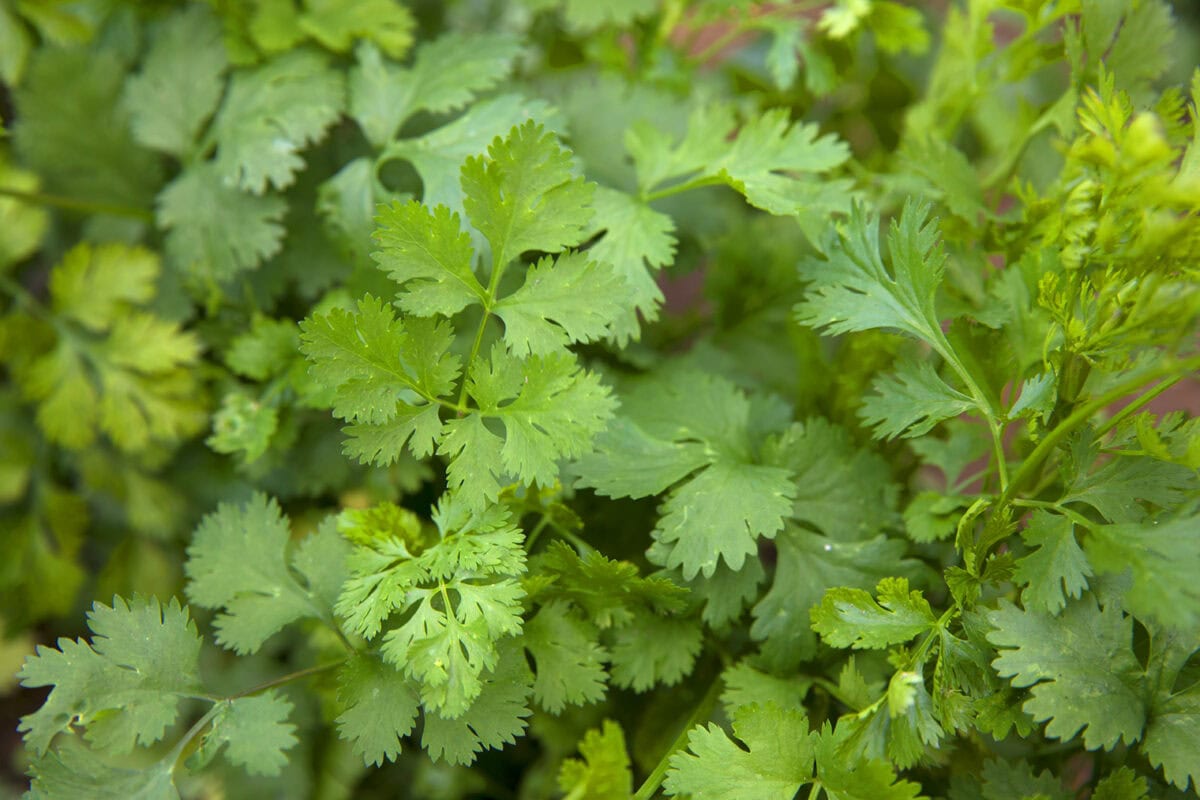 Groene blad van koriander.