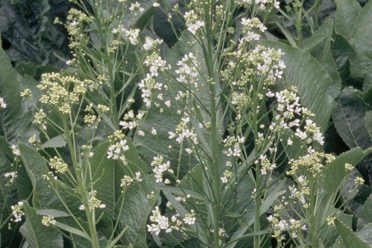 Bloem en blad van mierikswortel in de moestuin.