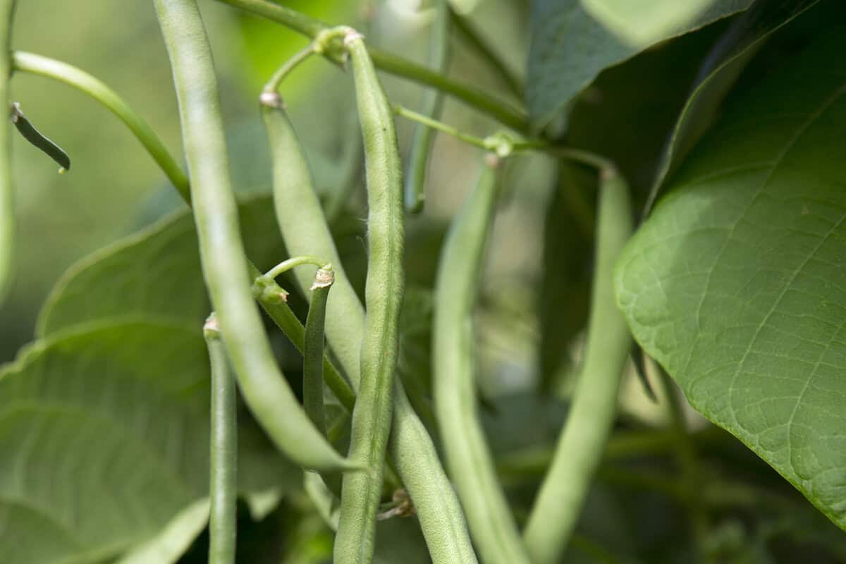 Een aantal sperziebonen die groeien aan de plant.