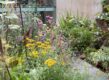 Zomertuin met bloemen