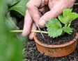 Aardbeien uitlopers stekken
