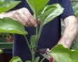 aubergine toppen
