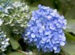 hortensia: een plant die je kunt snoeien in de lente
