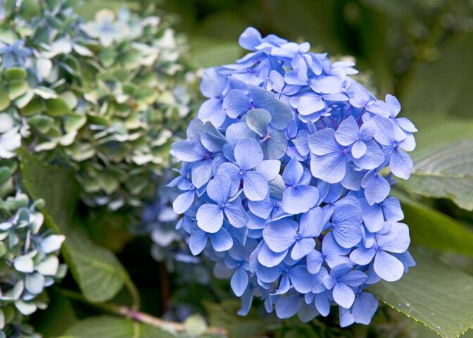 hortensia: een plant die je kunt snoeien in de lente