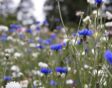 bloemenweide aanleggen