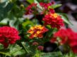 wisselbloem (Lantana)