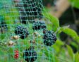 de tuin in augustus week 31: netten tegen vogels
