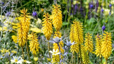 plantencombinaties voor de hoogzomer
