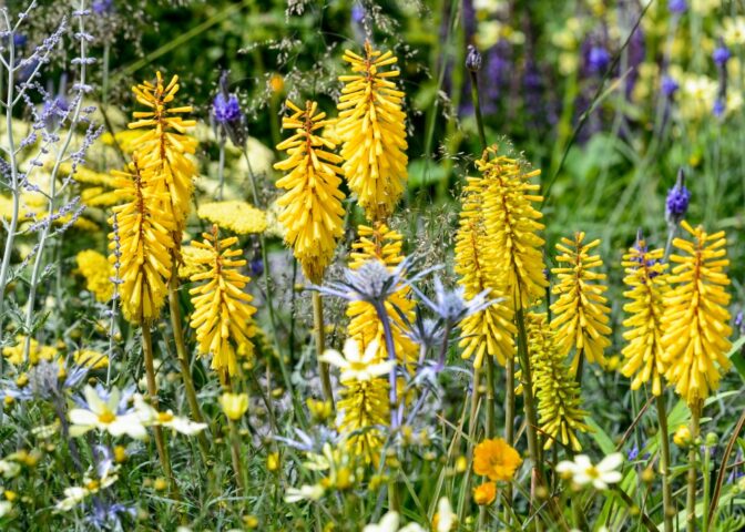 plantencombinaties voor de hoogzomer