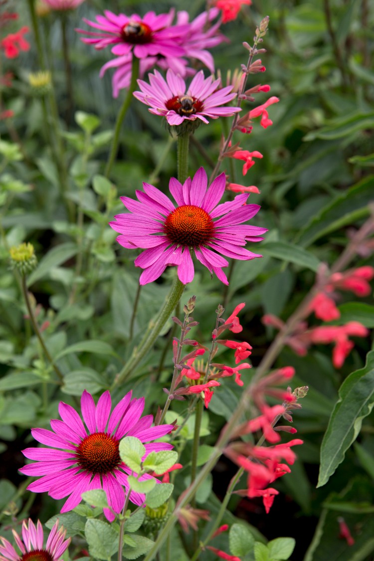 4-prachtige-plantencombinaties-voor-de-hoogzomer-gardeners-world