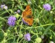 Blauwe knoop Succisa pratensis vlinder