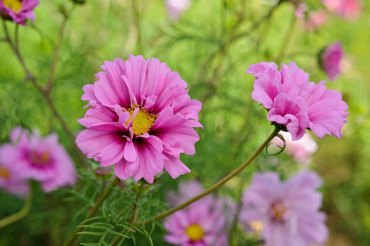 Roze bloemen met dubbele bloembladen