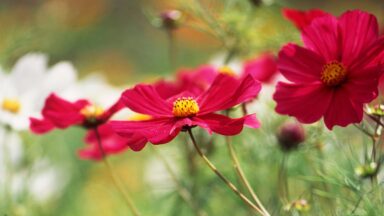 rode bloemen met geel hart op lange dunne steel