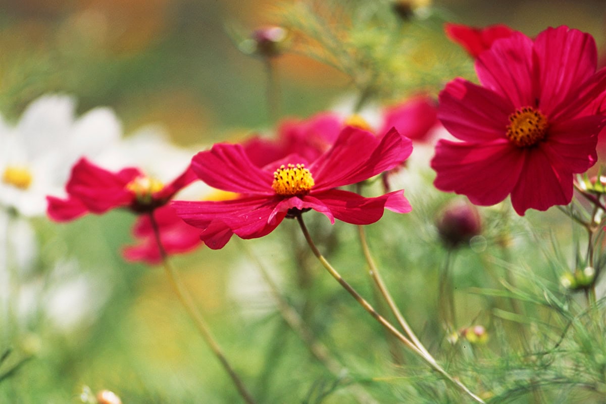 rode bloemen met geel hart op lange dunne steel