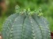 Euphorbia obesa