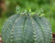 Euphorbia obesa