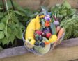 Een oogstmand in augustus met oogst uit de moestuin zoals Oost-Indische kers, wortelen, tomaten, courgettes en meer.