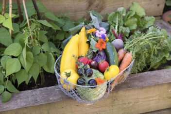 Een oogstmand in augustus met oogst uit de moestuin zoals Oost-Indische kers, wortelen, tomaten, courgettes en meer.