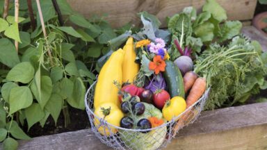 Een oogstmand in augustus met oogst uit de moestuin zoals Oost-Indische kers, wortelen, tomaten, courgettes en meer.