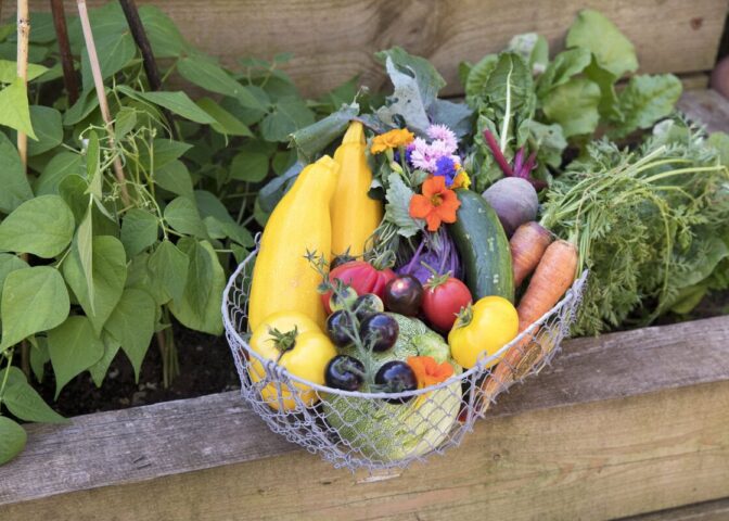 Een oogstmand in augustus met oogst uit de moestuin zoals Oost-Indische kers, wortelen, tomaten, courgettes en meer.