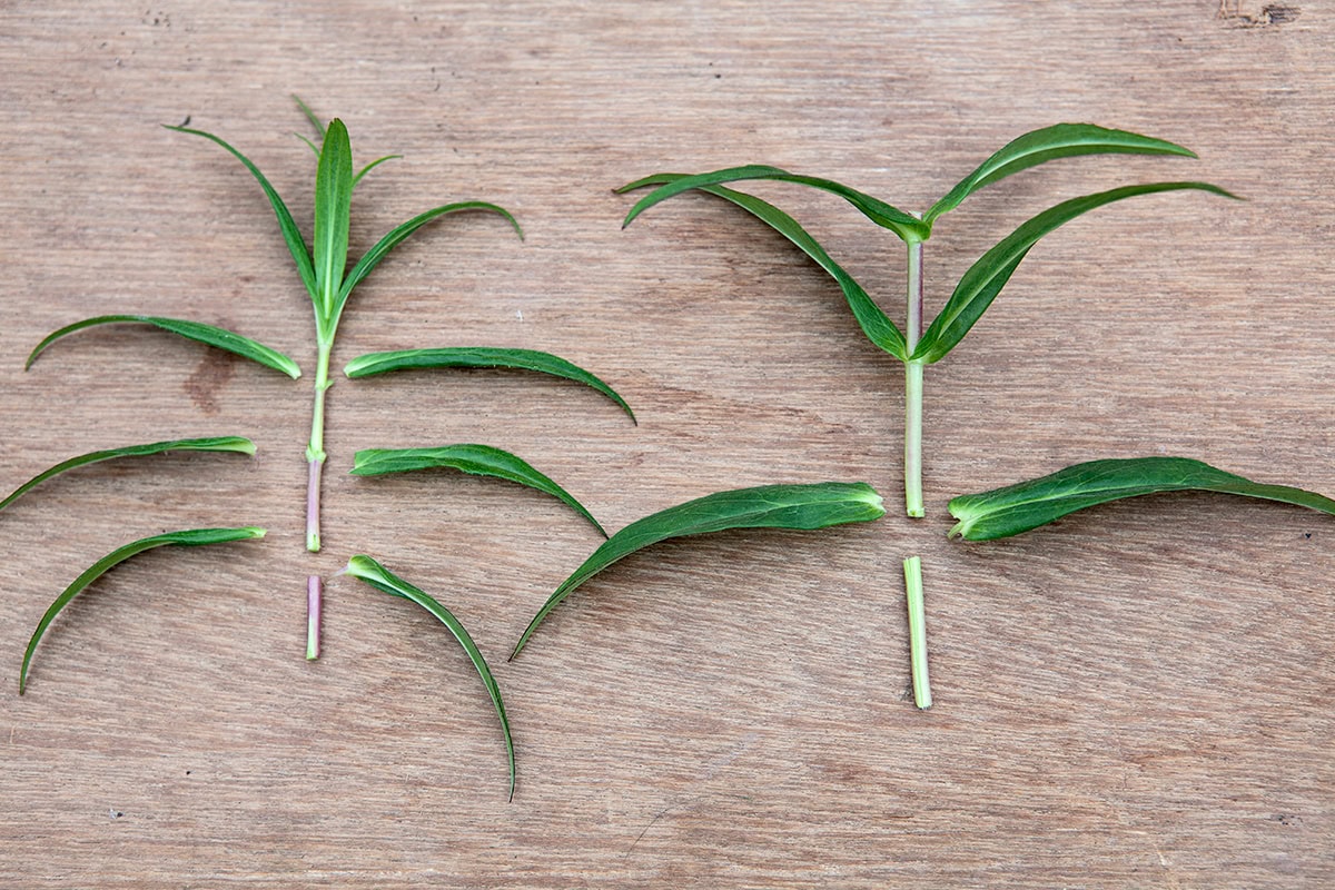 Stekken van salvia waarvan de onderste bladeren zijn afgesneden