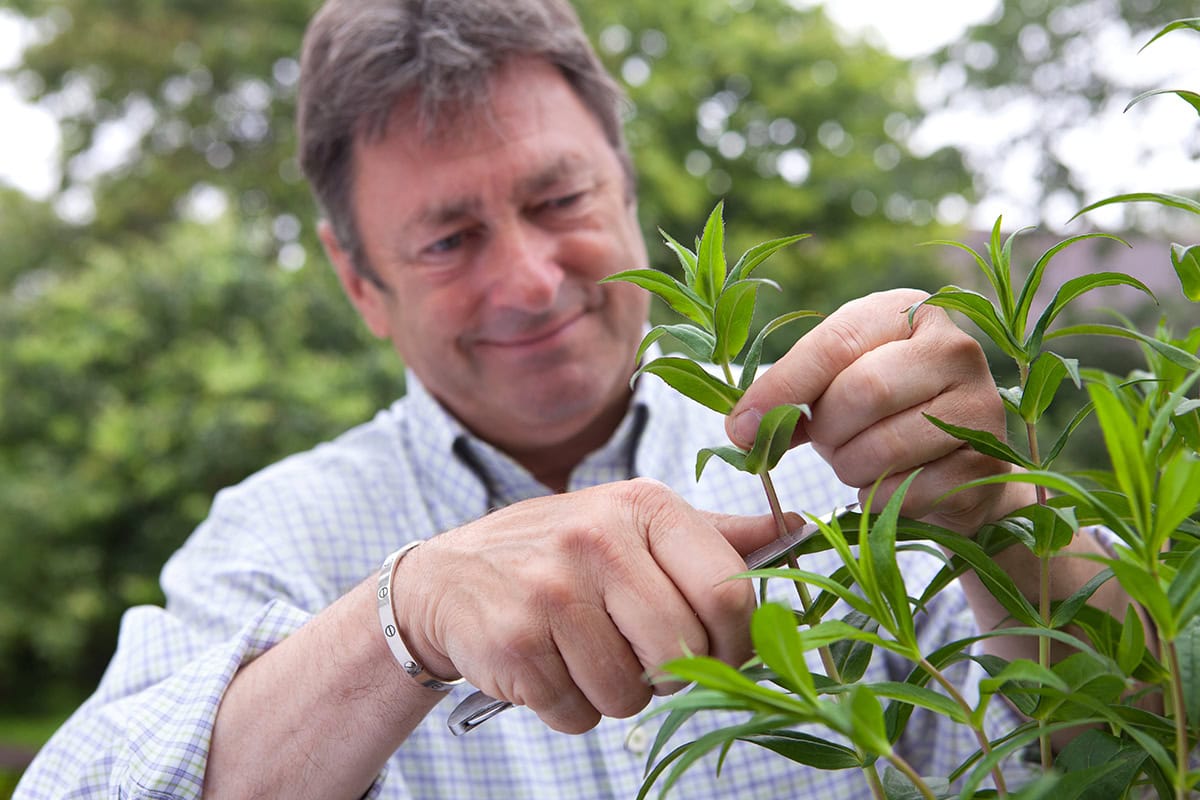 man snijdt scheut van plant af met mes