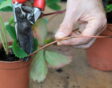 de tuin in augustus week 33: aardbeien uitlopers