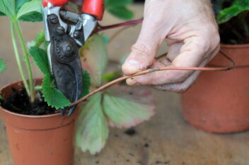 de tuin in augustus week 33: aardbeien uitlopers