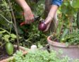 de tuin in augustus week 34: aubergine oogsten