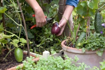 de tuin in augustus week 34: aubergine oogsten