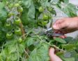 Iemand knipt blad van tomatenplant weg tijdens een hittegolf.