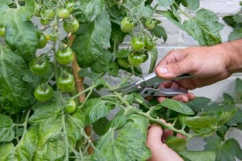 Iemand knipt blad van tomatenplant weg tijdens een hittegolf.