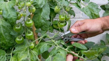Iemand knipt blad van tomatenplant weg tijdens een hittegolf.